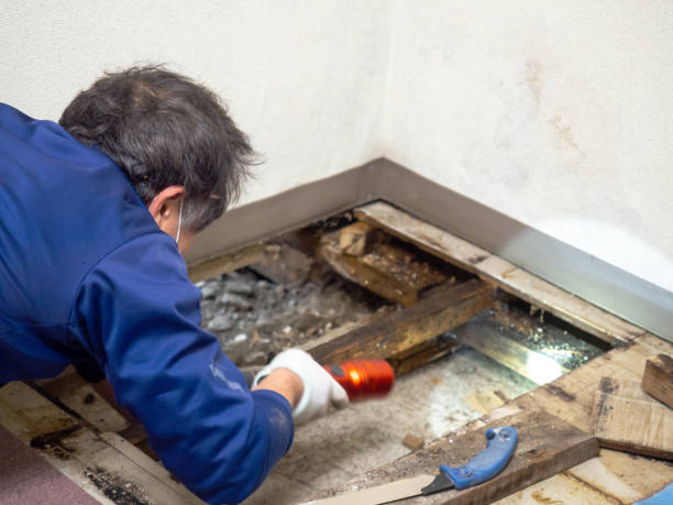 Best Certified Mold Removal  in Golden Shores, AZ