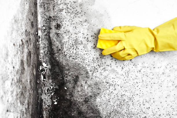 Best Mold Remediation  in Golden Shores, AZ