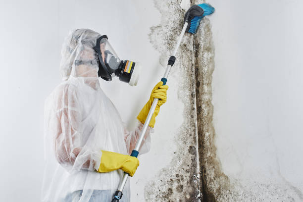 Best Emergency Mold Removal  in Golden Shores, AZ
