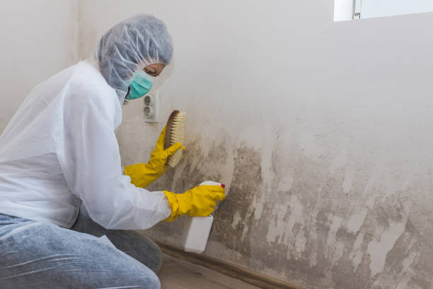 Mold Testing and Removal in Golden Shores, AZ