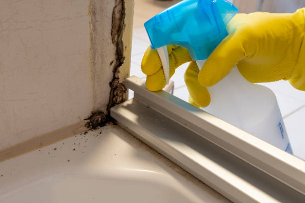 Best Attic Mold Removal  in Golden Shores, AZ