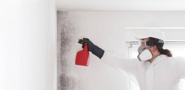 Best Mold Remediation Services  in Golden Shores, AZ