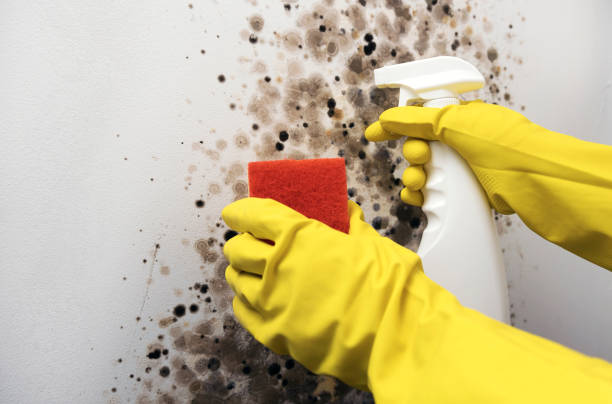 Best Emergency Mold Removal  in Golden Shores, AZ