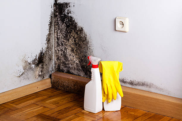 Best Same-Day Mold Removal  in Golden Shores, AZ