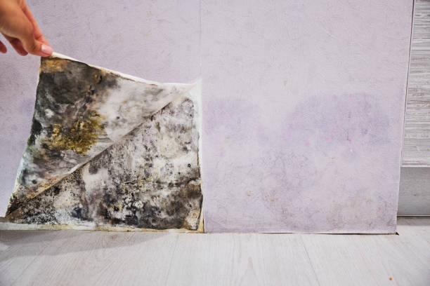 Best Fast Mold Removal  in Golden Shores, AZ